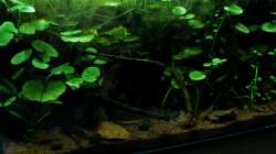 23.08.2012**es wuchert**