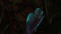 Besatz im Aquarium kleines schwarzes