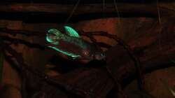 Besatz im Aquarium kleines schwarzes