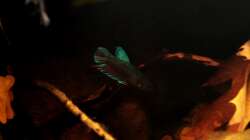 Besatz im Aquarium kleines schwarzes