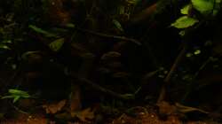 Besatz im Aquarium kleines schwarzes