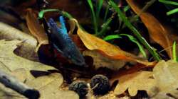 die Laubhaufen werden gern aufgesucht...