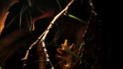 ein paar Erlenzweige