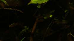 Besatz im Aquarium kleines schwarzes