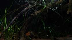 Dekoration im Aquarium kleines schwarzes