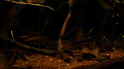 Pflanzen im Aquarium kleines schwarzes