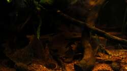 Dekoration im Aquarium kleines schwarzes