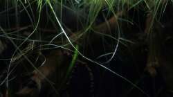 Limnobium laevigatum mit schönen langen Wurzeln