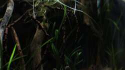 Dekoration im Aquarium kleines schwarzes