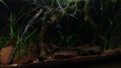 Aquarium kleines schwarzes