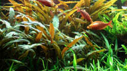 Pflanzen im Aquarium Becken 2316