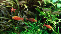 Pflanzen im Aquarium Becken 2316