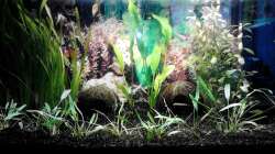 Das ist mein Becken nach der zweiten ??nderung (nach etwa 6 Monaten Laufzeit)