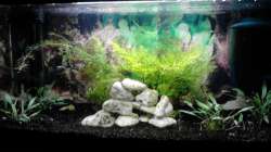 Hier das Becken nach der ersten ??nderung (5 Monate nach Einrichtung)