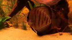 Besatz im Aquarium Diskusbecken - nur noch als Beispiel