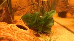 Samolus Schwertpflanze