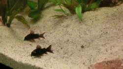Corydoras Black Venezuela