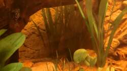 Pflanzen im Aquarium Diskusbecken - nur noch als Beispiel