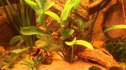 Rubinrote Schwertpflanze