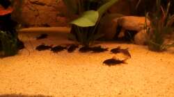 Ein Teil der Putzerbande