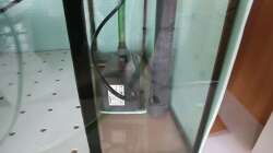 Ablauf und Eheim 1250