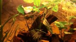 Pflanzen im Aquarium Diskusbecken - nur noch als Beispiel