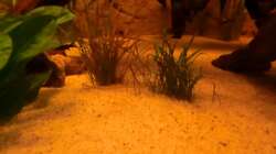 Pflanzen im Aquarium Diskusbecken - nur noch als Beispiel