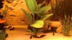 Pflanzen im Aquarium Diskusbecken - nur noch als Beispiel