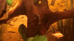 Besatz im Aquarium Diskusbecken - nur noch als Beispiel