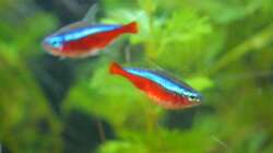 Besatz im Aquarium mein erstes Becken