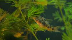 Besatz im Aquarium mein erstes Becken