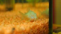 Besatz im Aquarium mein erstes Becken