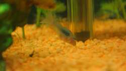 Besatz im Aquarium mein erstes Becken