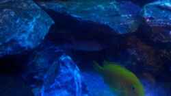 Labidochromis caeruleus 