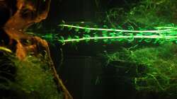 die Babyecke übern Innenfilter (wenn man genau hinsieht kann man die Guppybabys