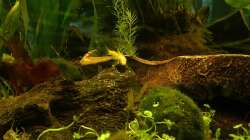 Saugschmerle gold auf der Terasse