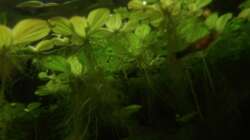 Schwimmplanzendecke von unten