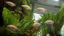 Formationsschwimmen der Hübschen