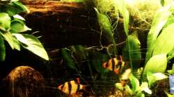 Dekoration im Aquarium Trockentauchen im Wohnzimmer )