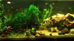 Gesamtansicht des Becken am 23.08