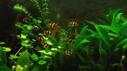 Sumatrabarben frisch eingezogen