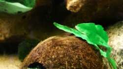 Hier wache ich (wenn Madame brütet)