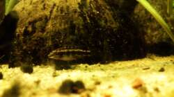 purpurprachtbarschnachwuchs