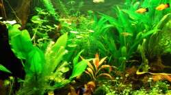 Schaut schon ein wenig nach Dschungel aus