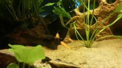 Arthur der Panzerwels mit 2 der neuen Schmerlen