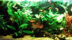 Aquarium Trockentauchen im Wohnzimmer )