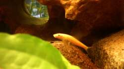 Saugschmerle auf der Kokoshöhle