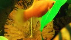 Tigerlotus und Platy