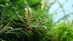 Hygrophila pinnatifada