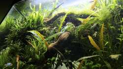 Januar 2013 Froschperspektive